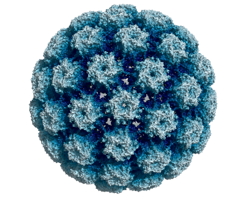 hpv virus nr 16