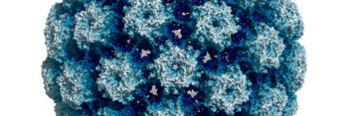 hpv16
